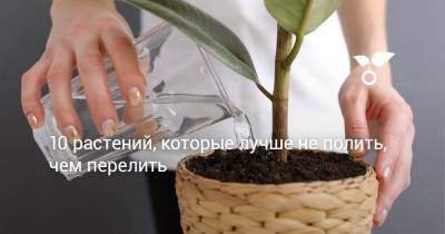 10 растений, которые лучше не полить, чем перелить - sadogorod.club