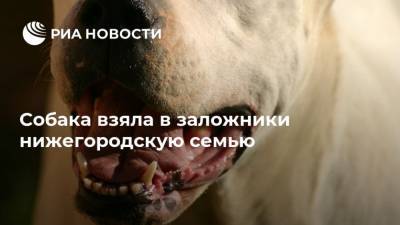 Собака взяла в заложники нижегородскую семью - mur.tv - Москва - Нижегородская обл.