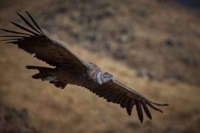 Эти птицы могут летать часами, ни разу не взмахнув крыльями (5 фото) - chert-poberi.ru