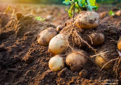 Как правильно копать картофель и сохранить урожай? - sdelay.tv