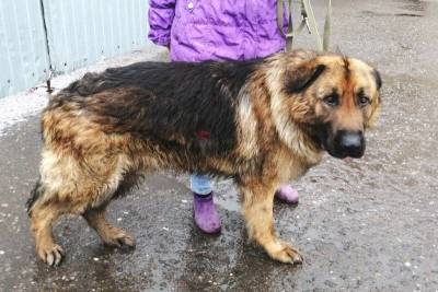 Гигантский пес-добряк прибился к территории завода - mur.tv - Омск
