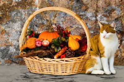 Можно ли кошке листья салата? - mur.tv