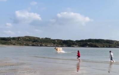 В Ирландии корова выплыла из моря на пляж - mur.tv - Ирландия
