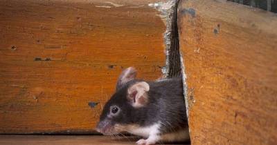 Как вывести неприятный запах дохлой мыши, если проветривание не помогает - lifehelper.one