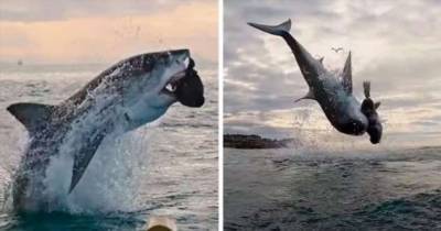 Большая белая акула прыгнула вверх на 4,5 метра - chert-poberi.ru - Юар