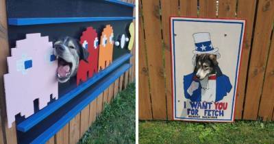 Двое псов любили смотреть на соседей через отверстие в заборе, и хозяин сделал их появления ещё эффектнее - mur.tv - Usa - штат Огайо