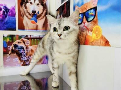 В лицо сотруднику приюта швырнули мяукающую кошку - mur.tv - Омск