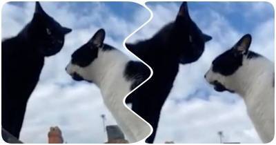 Напряженный диалог двух котов попал на видео - mur.tv - Англия