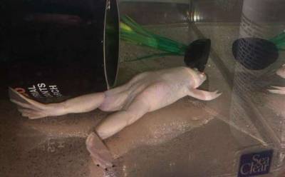 Ксенопус: Голенькая лягушка, геном которой мистическим образом слишком человеческий (11 фото) - chert-poberi.ru