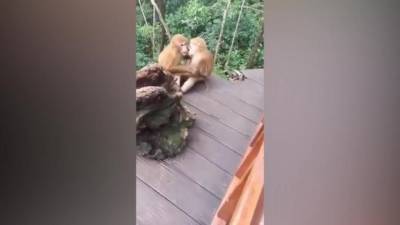 В Китае обезьяны показали поцелуй влюбленных - mur.tv - Китай