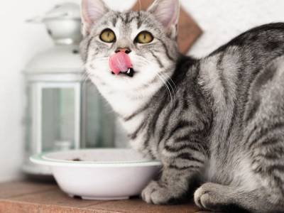 Можно ли угостить кошку йогуртом? - mur.tv