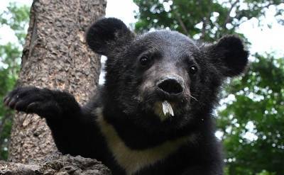 В Приморье медвежонок залез в подъезд жилого дома - mur.tv - Приморье край - Дальнегорск