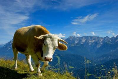 Корова каталась на вертолете над швейцарскими Альпами: видео полета - mur.tv