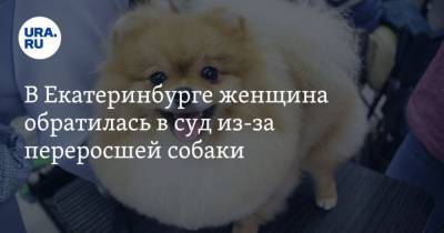 В Екатеринбурге женщина обратилась в суд из-за переросшей собаки - mur.tv - Екатеринбург