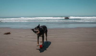 Почему морская вода опасна для вашей собаки? - mur.tv