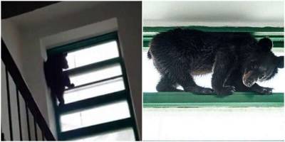 Дикий медвежонок спасся во многоэтажке от собак - mur.tv - Приморье край - Дальнегорск