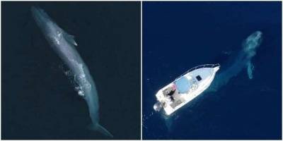 Капитан береговой охраны делится завораживающими видео с китами - mur.tv - county San Diego