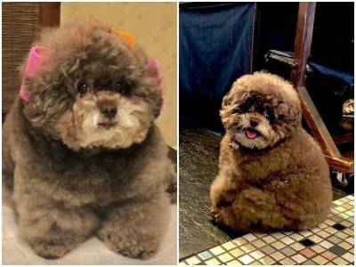Пудель Кокоро – пес, который сворует ваше сердечко - mur.tv - Япония