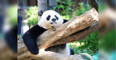 На радость хозяину Белого дома: в зоопарке Вашингтона большая панда родила детеныша - mur.tv - Вашингтон - Вашингтон