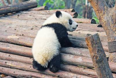 В зоопарке Вашингтона родилась панда - mur.tv - Сша - Вашингтон - Вашингтон