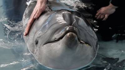 О человеке и дельфине: “Я не смогу без него, он без меня” - mur.tv - республика Крым