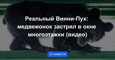 Реальный Винни-Пух: медвежонок застрял в окне многоэтажки (видео) - mur.tv - Приморье край - Дальнегорск