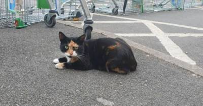 Фринг, кошка из супермаркета: люди хотят сохранить о ней память - mur.tv