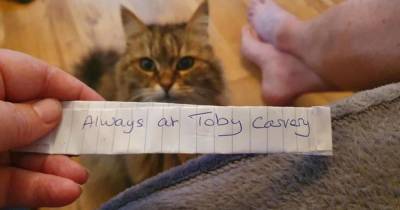 Хозяйка узнала тайны своей кошки, внезапно увидев записку на ошейнике - mur.tv - Англия - Тула