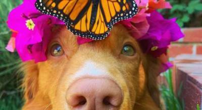 Самый романтичный пёс, который дружит с бабочками - milayaya.ru