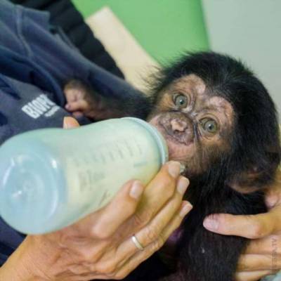 Не та мать, что родила… брошенного шимпанзе усыновила другая - chert-poberi.ru - Испания