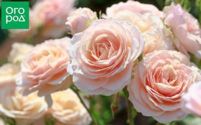 Розовые розы: 10 самых нежных сортов - sadogorod.club