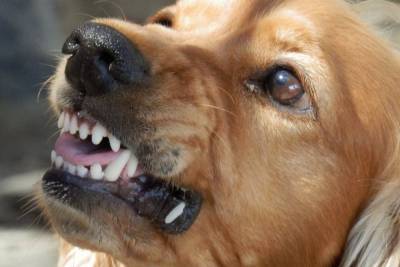 Смоленске на домашнюю собаку и ее хозяйку напал агрессивный дворовый пес - mur.tv - Смоленск