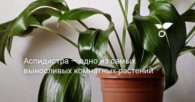 Аспидистра — одно из самых выносливых комнатных растений - sadogorod.club