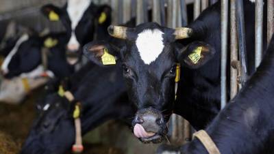 Коров кормят цифрами: интернет вещей добрался до сельского хозяйства - mur.tv - Россия
