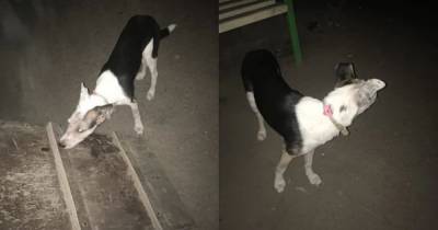 Друг стал не нужен: собаку бросили на детской площадке с запиской - mur.tv - Санкт-Петербург - Ленобласть обл.