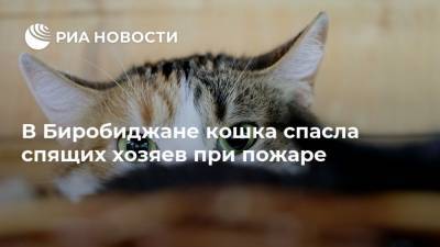 В Биробиджане кошка спасла спящих хозяев при пожаре - mur.tv - Россия - Москва - Еврейская обл. - Биробиджан
