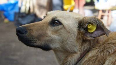 На шаг ближе к цивилизации: В Лисичанске начали стерилизовать бездомных собак - mur.tv - Лисичанск