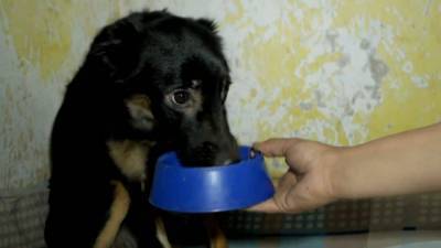 Волонтеры спасли щенка, который погибал в запертой квартире. - mur.tv - Кемеровская обл.
