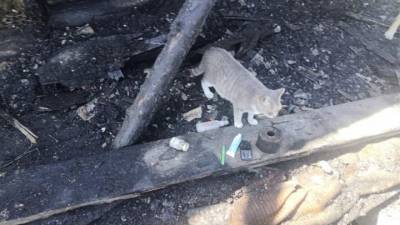 Кошка спасла людей во время пожара в Биробиджане - mur.tv - Россия - Биробиджан