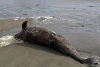Установлена причина массовой гибели дельфинов на черноморском курорте - mur.tv