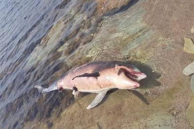 Роспотребнадзор установил причину массовой гибели дельфинов в Геленджике - mur.tv - Геленджик