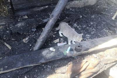 Кошка спасла людей при пожаре в доме в Биробиджане - mur.tv - Еврейская обл. - Биробиджан