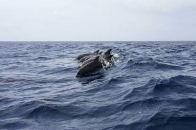 Названа причина массовой гибели дельфинов в Черном море - mur.tv