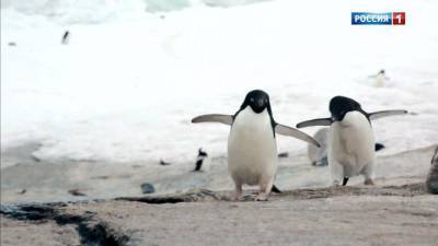 Мерзлота больше не вечная: пингвины бегут из Антарктиды - mur.tv - Франция - Германия - Япония - Антарктида