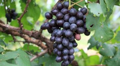 Обрезка винограда: кордонная формировка сильнорослых сортов - lublusebya.ru - Россия