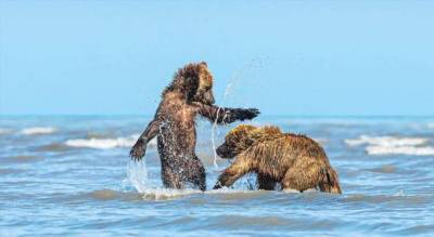 Мама-медведица привела медвежат на пляж. Люди еще долго будут это помнить! - milayaya.ru - штат Калифорния