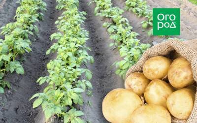 Выращивание картофеля на одном и том же месте - sadogorod.club