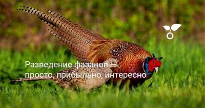 Разведение фазанов — просто, прибыльно, интересно - sadogorod.club