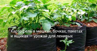 Картофель в мешках, бочках, пакетах и ящиках — урожай для ленивых - sadogorod.club