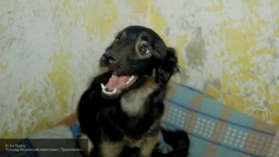 Зоофил был задержан при попытке убить изнасилованную собаку в Красноярске - mur.tv - Красноярск